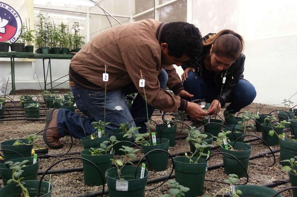 Los científicos evaluaron 65 tipos de papas e identificaron cuatro más exitosos.
/ Centro Internacional de la Papa / Mars Project