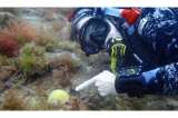 Encuentran una especie de coral que llevaba perdida más de 50 años