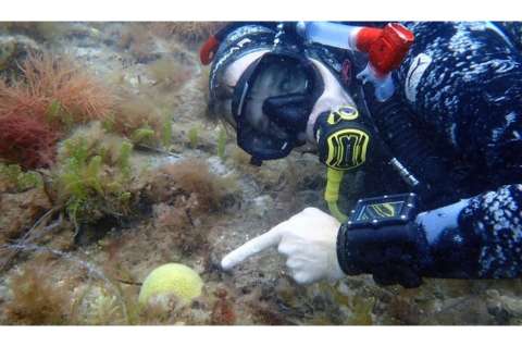 Encuentran una especie de coral que llevaba perdida más de 50 años