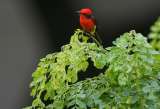Este estudio le hará apreciar un poco más a la diversidad de aves que nos queda