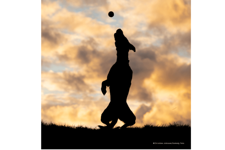 "Bobby alcanzando la pelota en medio de una hermosa puesta de sol. Estábamos fotografiando a Bobby mientras el sol se ponía rápidamente y desaparecía tras la colina. Estaba cambiando la configuración de mi cámara para mantener el detalle de un perro negro contra un bonito cielo y pronto me di cuenta de que lo mejor era optar por la opción más sencilla y fotografiarlo como una silueta", dijo la fotógrafa.