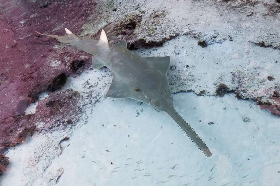 Los autores del análisis han empleado la teoría de la geografía dinámica para calcular el riesgo de extinción del pez sierra en 42 naciones.