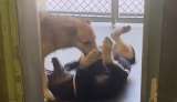 Pancho no quería irse sin su hermana: cachorros esperan juntos un hogar