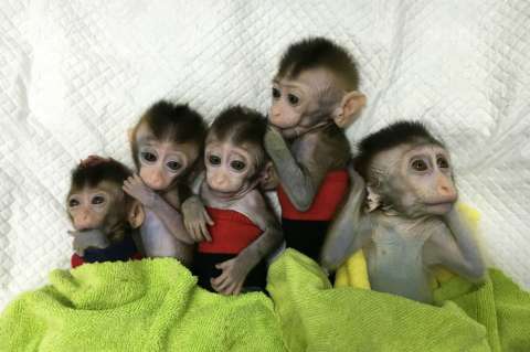 China clona 5 monos modificados genéticamente