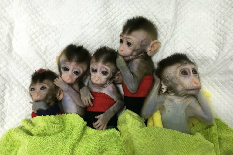 China clona 5 monos modificados genéticamente