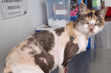 Alerta en Kennedy: rescatan a una gata en grave estado de abandono
