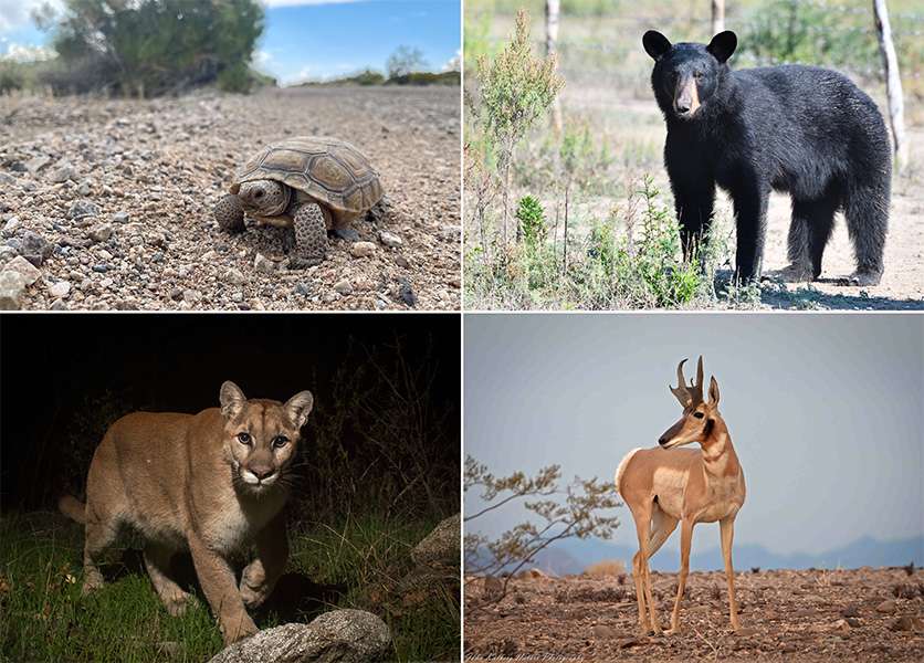 El desplazamiento de especies como el oso negro, el berrendo sonorense, el puma o la tortuga del desierto, es fundamental para su supervivencia.