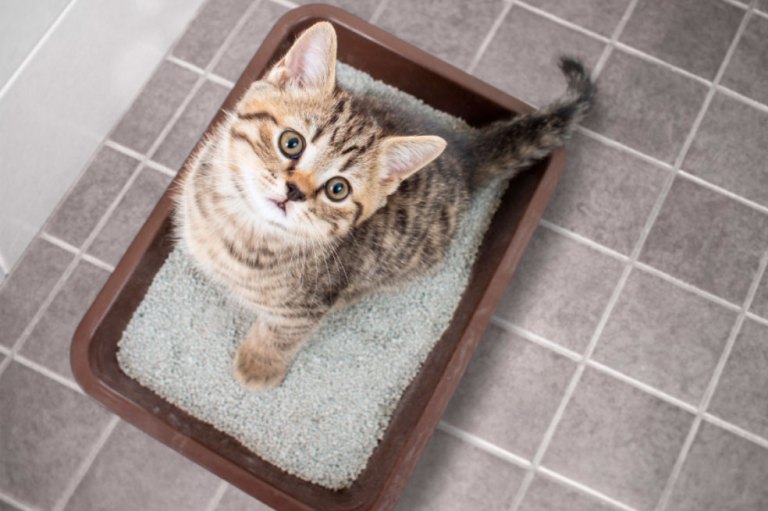 ¿Es malo poner arena nueva sobre la usada en el arenero de mi gato?