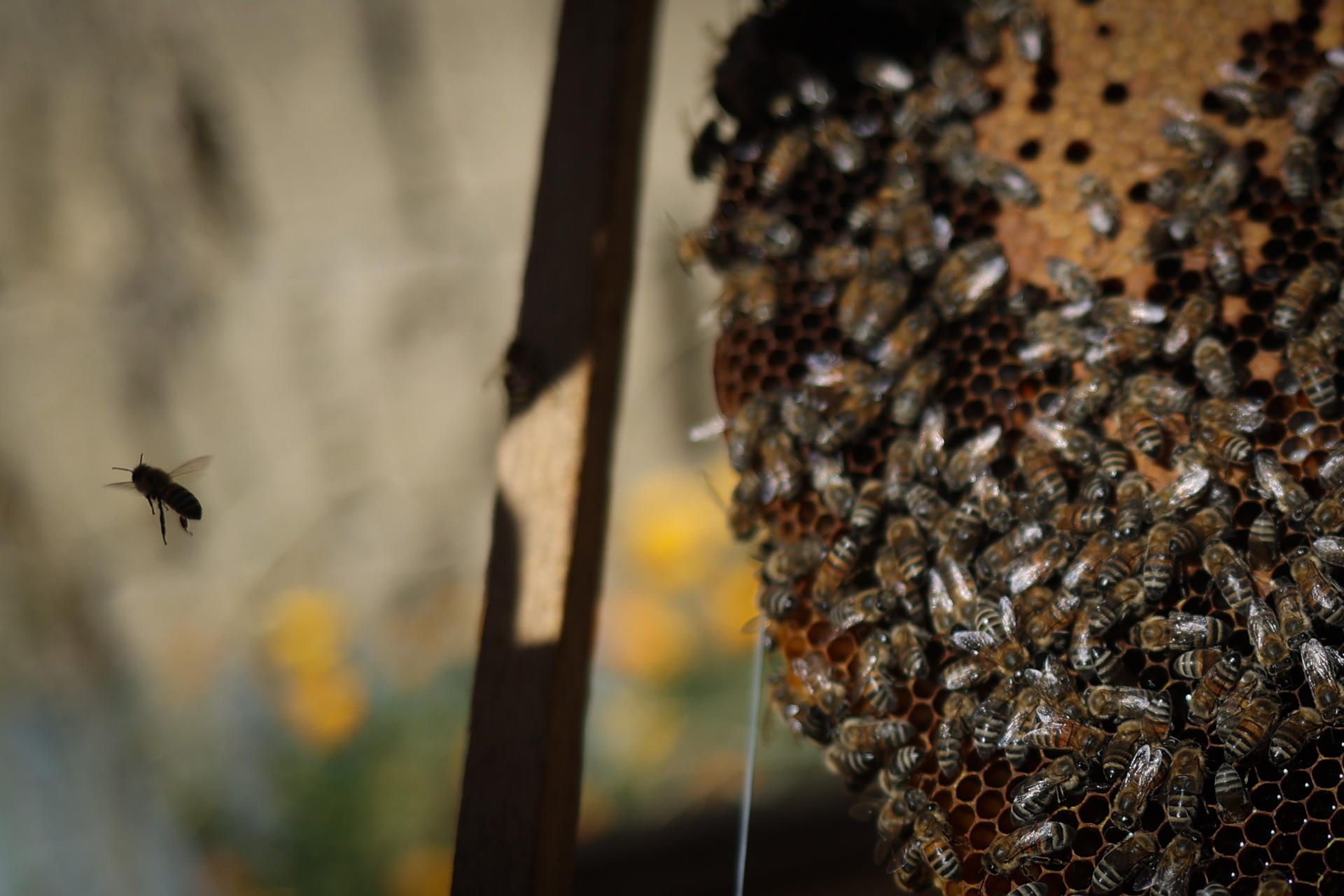 AME9322. LA PAZ (BOLIVIA), 20/05/2025.- Fotografía del 9 de mayo de 2025 de un grupo de abejas en La Paz, (Bolivia). Los enjambres de abejas que se forman en tumbados de casas antiguas y en la vía pública de algunas ciudades encontraron su refugio en la casa de Luis Flores, un joven agrónomo boliviano que hace tres años rescata abejas y enseña a convivir con ellas para preservar el planeta. EFE/ Luis Gandarillas