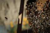 Ataque de abejas en Ciudad Bolívar, Antioquia, dejó tres personas heridas