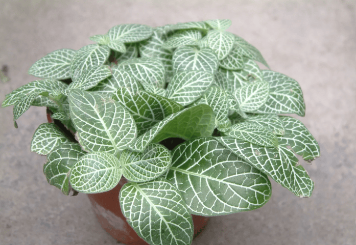 Planta nerviosa
