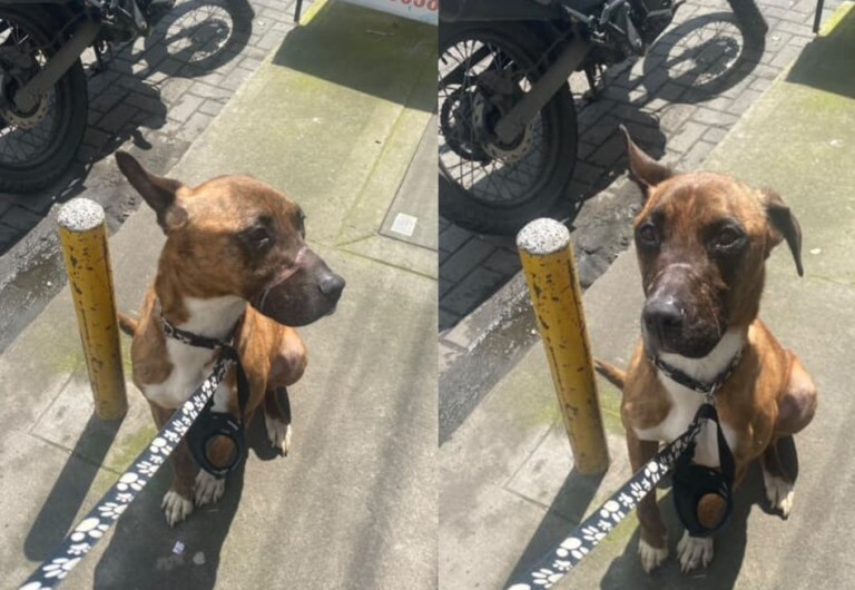 Cooper sobrevivió a la lluvia, pero aún busca un hogar para siempre
