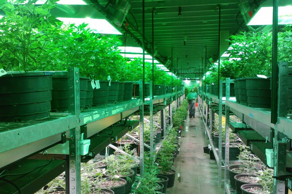 En Colombia, el único medicamento que contiene extractos de cannabis y que puede ser entregado con fórmula médica es Sativex. / Cortesía