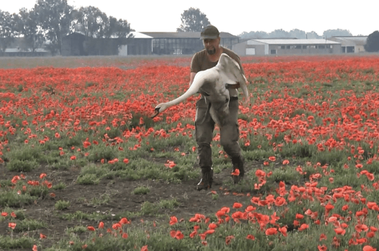 Video: Cisnes adictos al opio tuvieron que ser retirados de un campo de amapolas