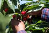 Los agricultores de EE. UU., preocupados y furiosos con la guerra comercial