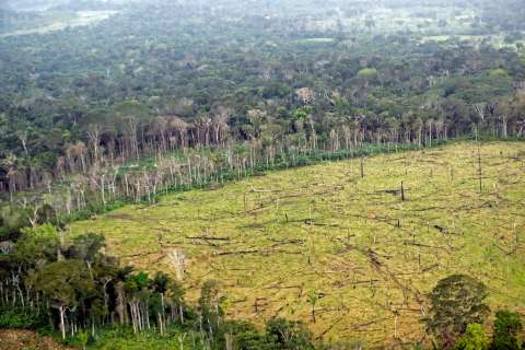 La pérdida de biodiversidad es un riesgo “crítico” para las empresas, ¿qué pueden hacer?
