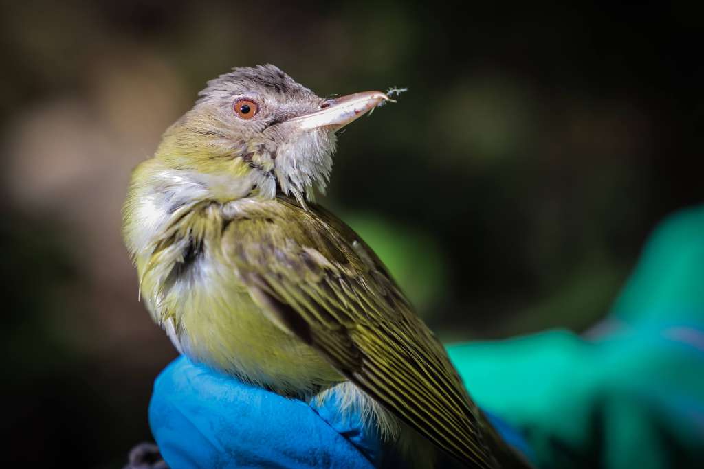 La Secretaría de Ambiente liberó a un Gavilán y más especies en los cerros.