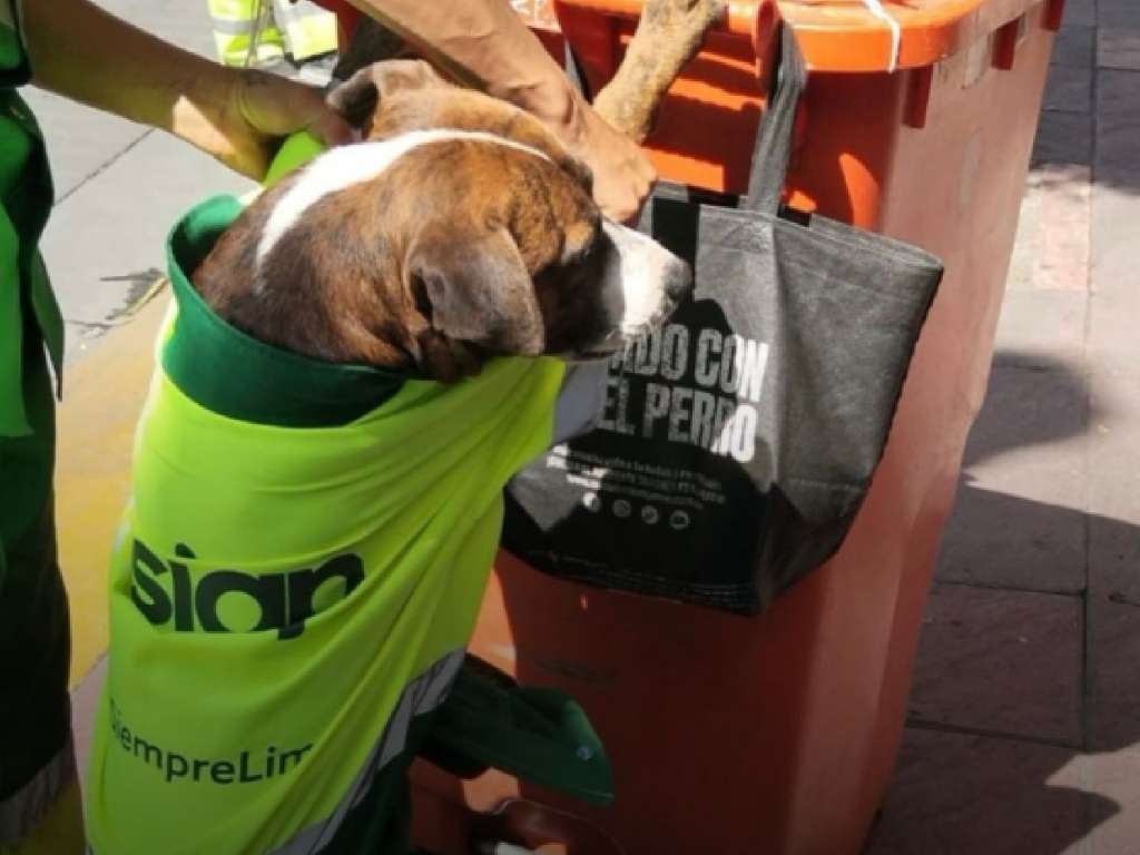 Diversos estudios han demostrado que la presencia de perros en entornos laborales o actividades diarias puede contribuir a reducir el estrés.