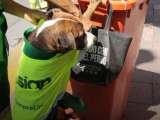 Rocky, el perrito adoptado que nunca falta a su jornada laboral