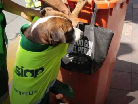 Rocky, el perrito adoptado que nunca falta a su jornada laboral