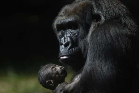 Nace en Brasil nueva cría de una especie de gorila en peligro de extinción
