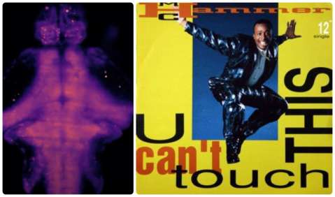 Así reacciona el cerebro de un pez bebé al escuchar la canción U can’t touch this (video)