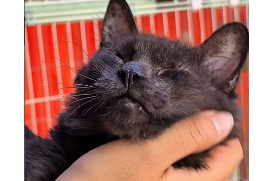 La gatita fue rescatada en una jornada de esterilización en Santa Marta.