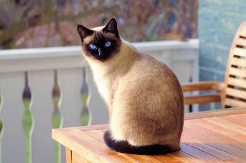 ¿Por qué los gatos siameses son tan caros?