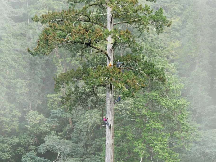 Imagen del árbol en el que se centraron los investigadores.