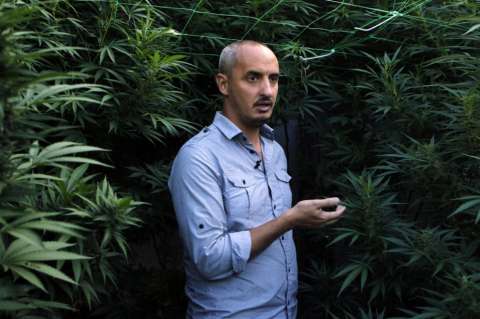 Clubes "cannábicos" preparan primeras cosechas de marihuana legal en Uruguay