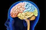 Misión: mapear el cerebro humano