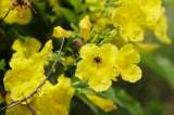 Los guayacanes pintan de amarillo a la capital de Panamá