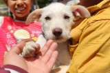 ¿Quiere ser voluntario? Bogotá tendrá jornada para alimentar a perros y gatos sin hogar