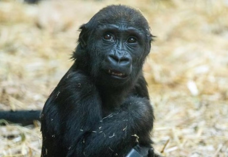 Muerte de gorila bebé genera preocupaciones en un zoológico de Canadá
