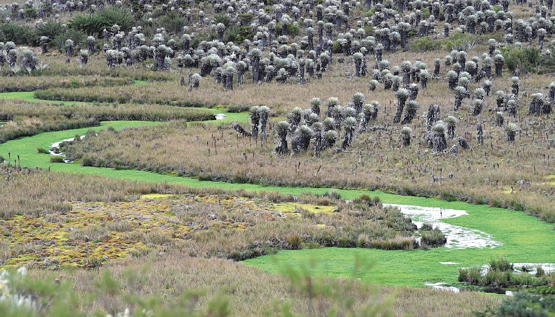 Páramo del Sumapaz