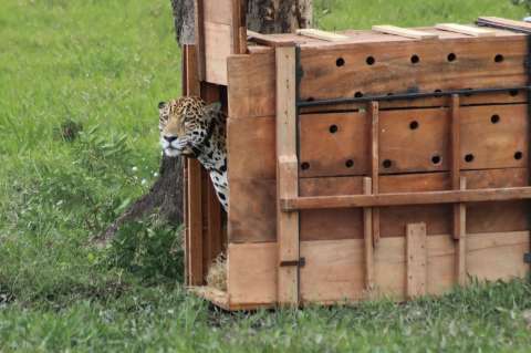 Jaguar liberado por la CAR ha recorrido casi 600 km y se acerca a frontera con Venezuela