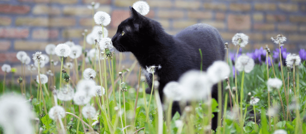 8 nombres para gatos negros que te encantarán