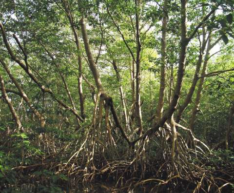 Manglares del golfo de Urabá: gran sumidero de carbono del Caribe