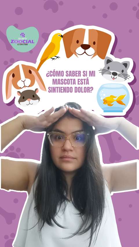 ¿Cómo saber si mi mascota está sintiendo dolor?
