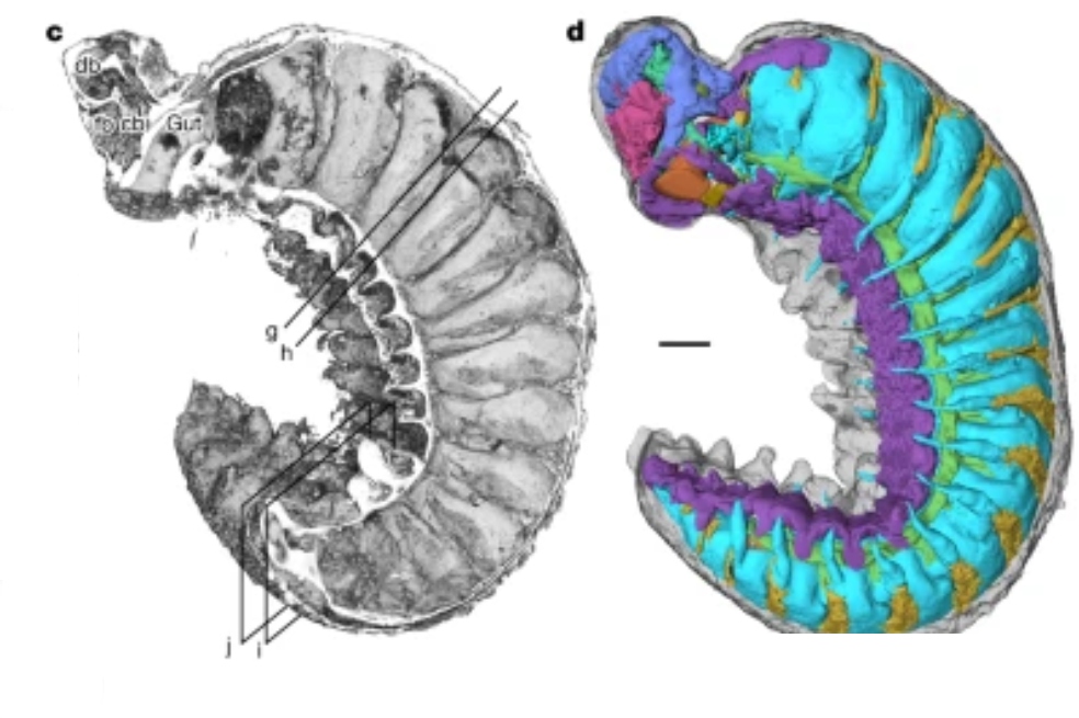 Esta especie de larva vivió durante una época conocida como Explosión Cámbrica.