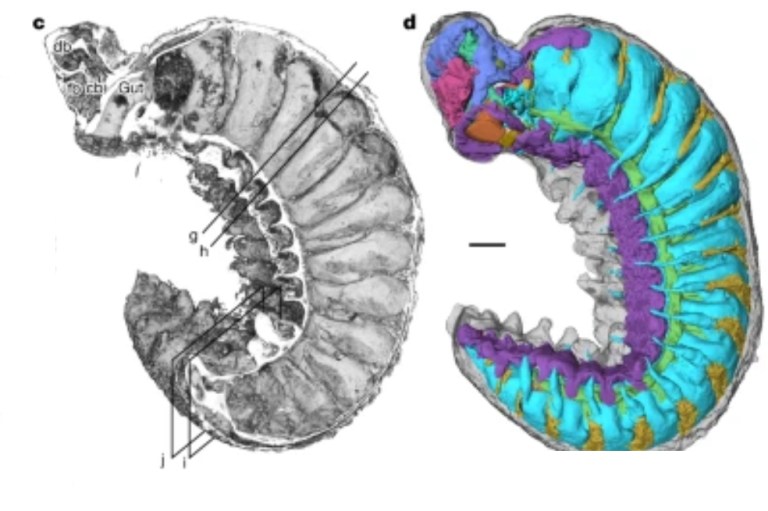 Hallan fósil de gusano de 520 millones de años que conserva el intestino y cerebro