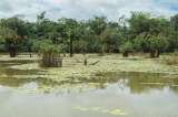 ¿Cómo combatir el cambio climático? La naturaleza es una gran aliada