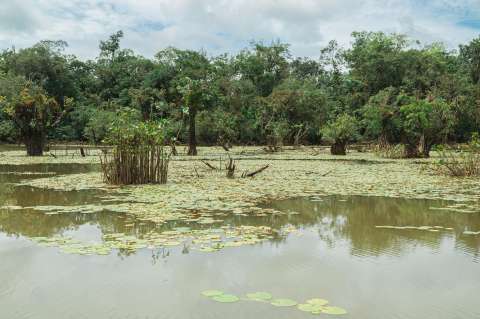 ¿Cómo combatir el cambio climático? La naturaleza es una gran aliada