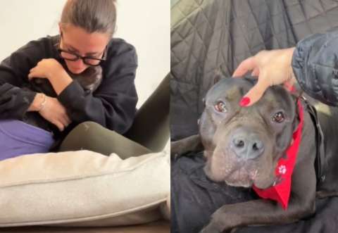 Giro inesperado: pitbull a un día de ser sacrificada encuentra una familia (video)