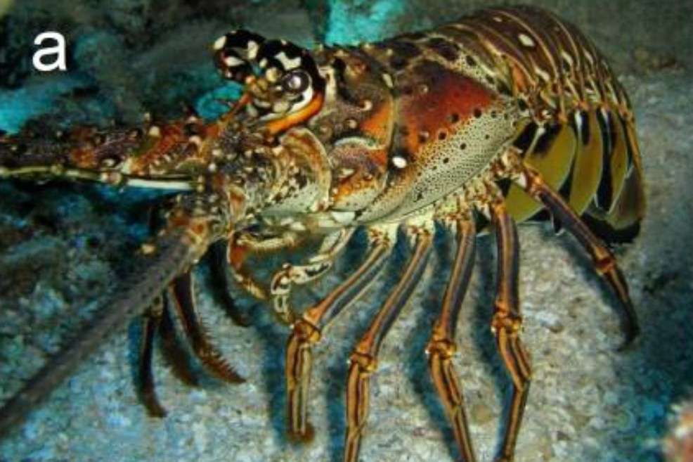La Langosta Espinosa del Caribe Panulirus argus. / Plos.One