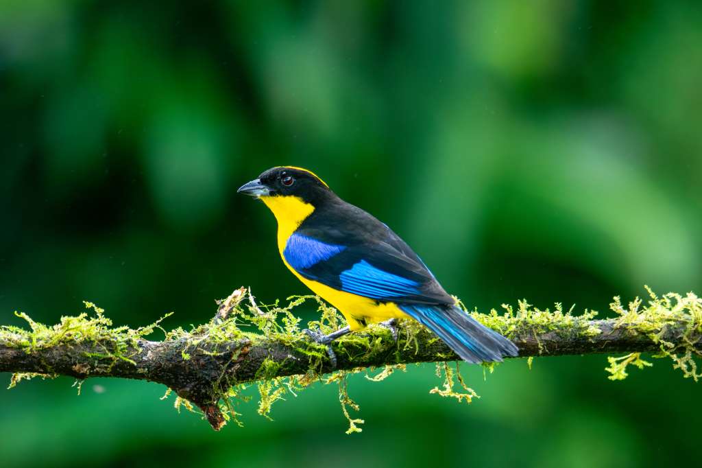 Tangara Aliazul (Anisognathus somptuosus) una de las aves que se encuentra en los bosques nublados andinos desde Colombia hasta Bolivia.