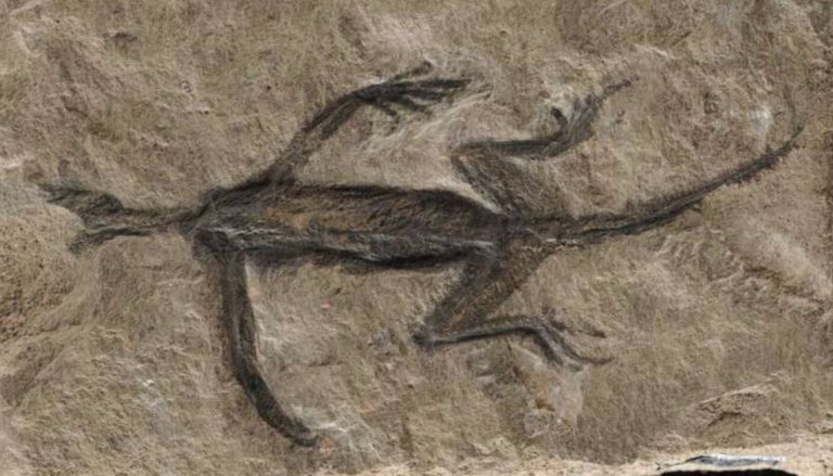 El famoso reptil más antiguo de los Alpes resultó ser falso