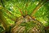América Latina y el reto de cuidar sus bosques tras el acuerdo climático