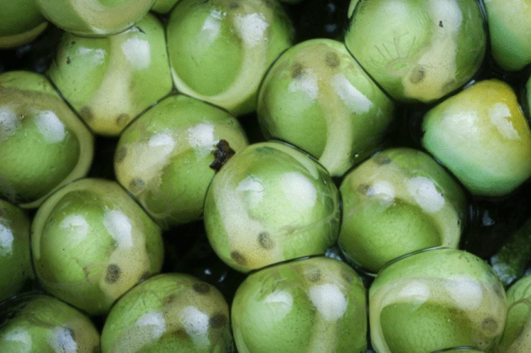 En la foto, los hermanos de la rana mono planeadora, Agalychnis spurrelli, en una etapa temprana de su desarrollo dentro de sus huevos. Los cuerpos de los embriones son claramente visibles y distintos de sus grandes yemas verdes y branquias externas transparentes.