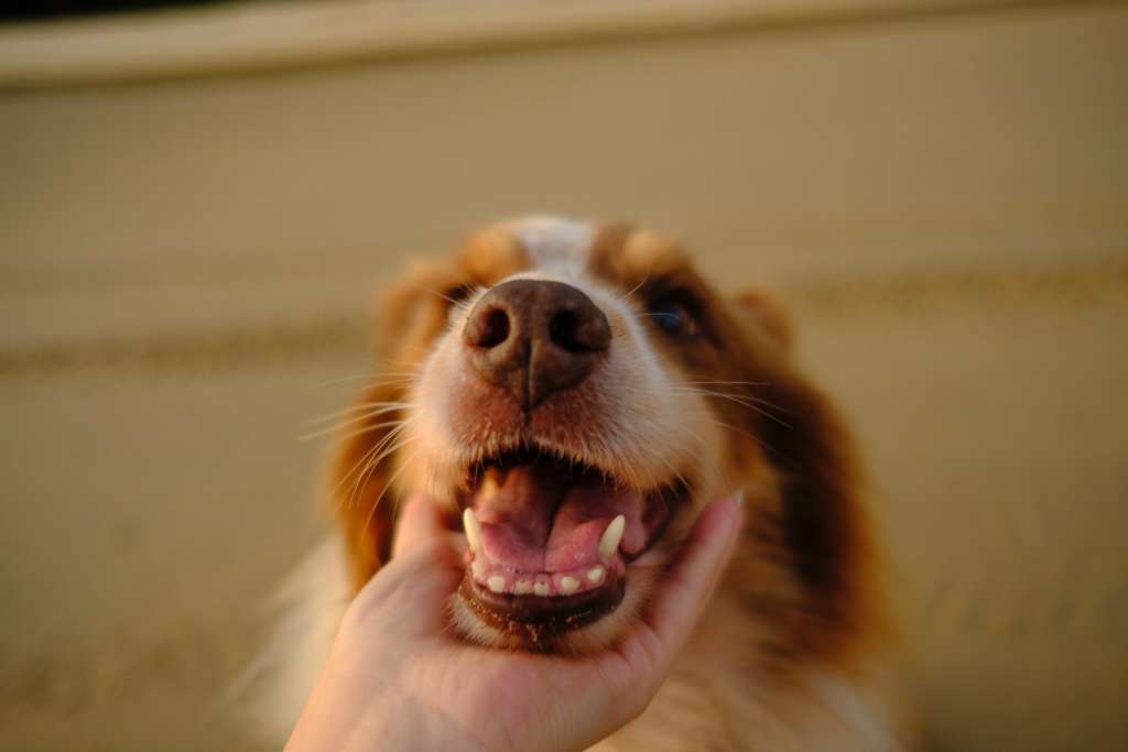 ¿Cómo se puede cepillar los dientes de un perro?